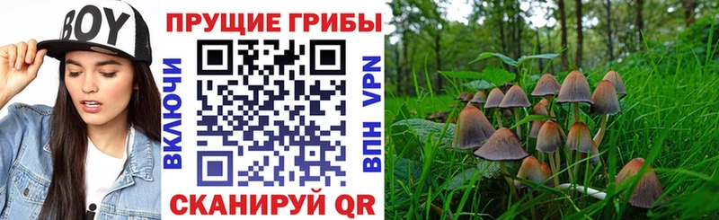 Купить где  Чердынь  Галлюциногенные грибы прущие грибы 